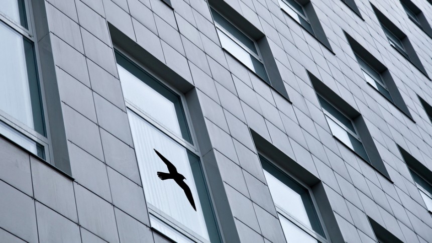 Avery advarselsfugle til vinduer - Forhindrer at fugle og personer kolliderer med dine glaspartier