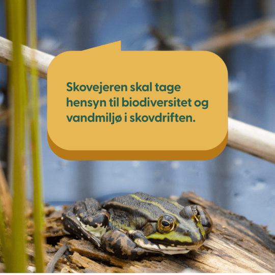 Billede med frø hvor der står skovejere skal tage hensyn til biodiversitet og vandmiljø