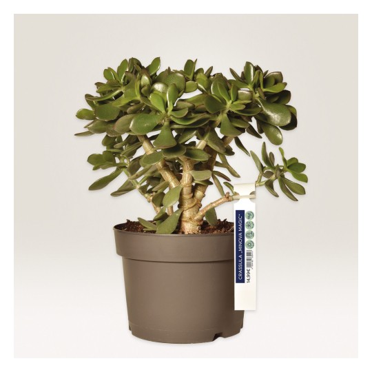 Billedet viser en sund Crassula-plante, almindeligvis kendt som en jadeplante, i en brun potte med en etiket, der angiver dens navn og pris. Planten har tykke, saftige blade og et struktureret udseende.