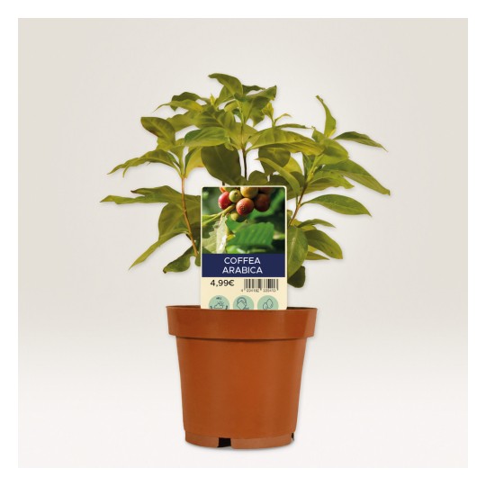 Billedet viser en Coffea Arabica plante i en potte med grønne blade og et mærke, der viser dens navn og pris. Potten er brun, og baggrunden er hvid.