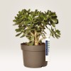 Billedet viser en sund Crassula-plante, almindeligvis kendt som en jadeplante, i en brun potte med en etiket, der angiver dens navn og pris. Planten har tykke, saftige blade og et struktureret udseende.