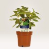 Billedet viser en Coffea Arabica plante i en potte med grønne blade og et mærke, der viser dens navn og pris. Potten er brun, og baggrunden er hvid.